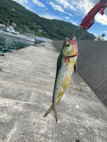 シイラの釣果