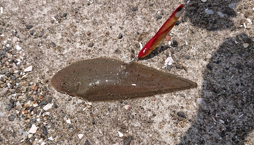 シタビラメの釣果