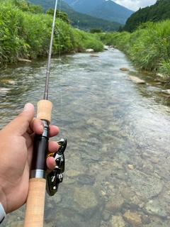 ヤマメの釣果