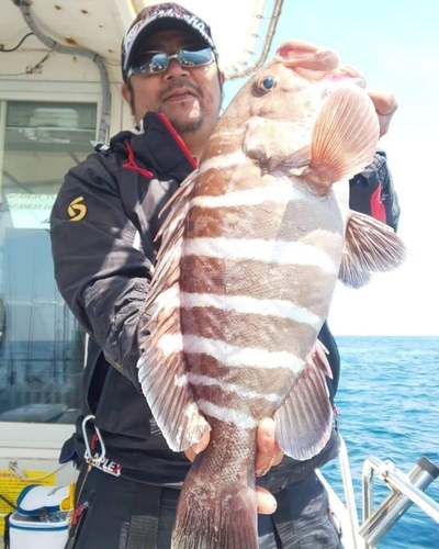 マハタの釣果