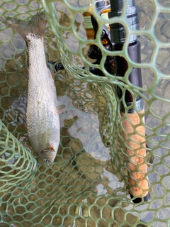 ウグイの釣果