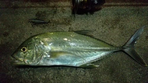 オニヒラアジの釣果