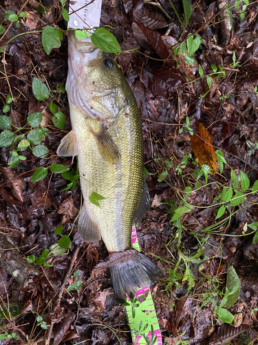 ブラックバスの釣果