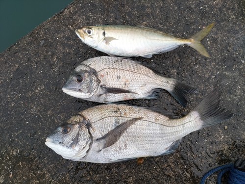 クロダイの釣果