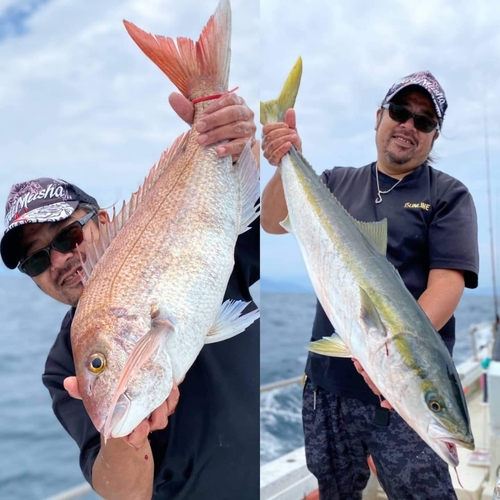 マダイの釣果