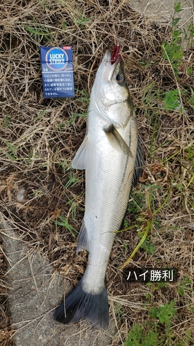 スズキの釣果