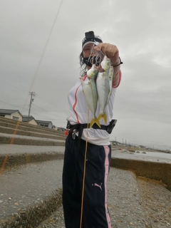 ハマチの釣果