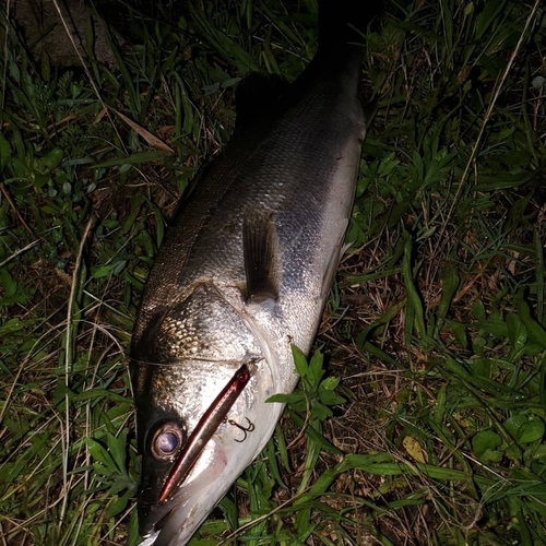 スズキの釣果