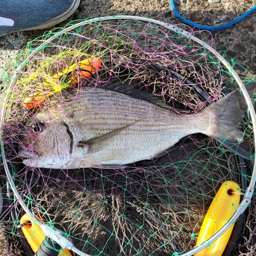 ヘダイの釣果