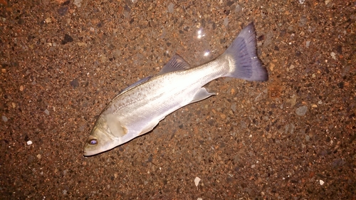 ウグイの釣果