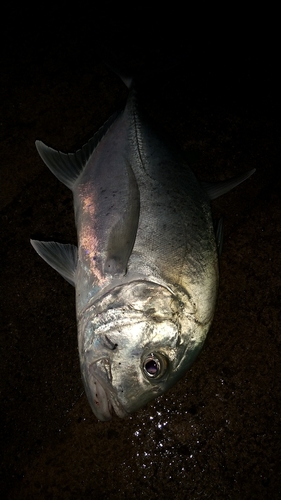 GTの釣果