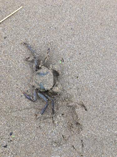 モクズガニの釣果