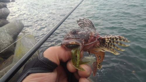 カジカの釣果