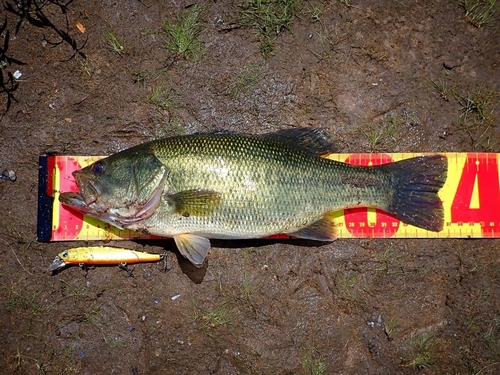 ラージマウスバスの釣果