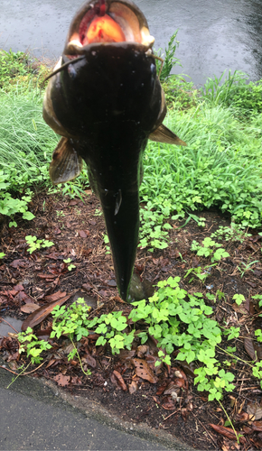 マナマズの釣果