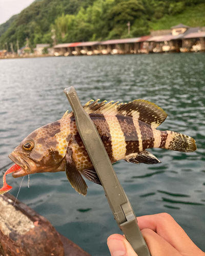 アオハタの釣果