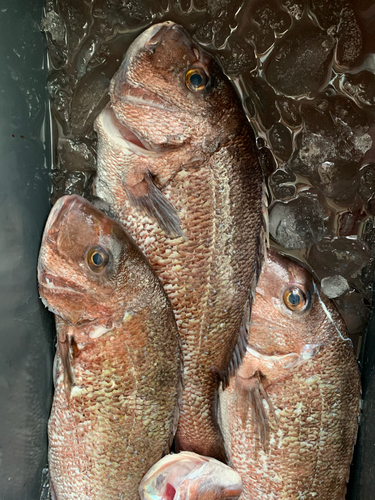 タイの釣果