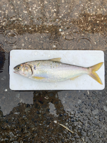 コノシロの釣果