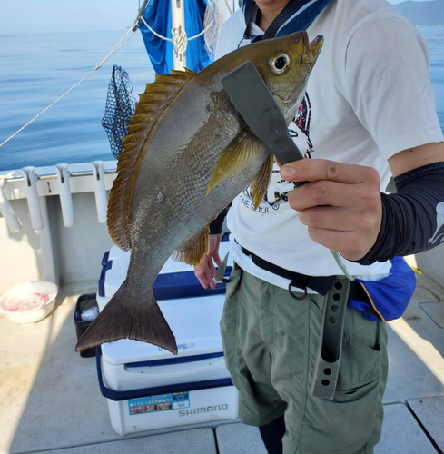 イサキの釣果