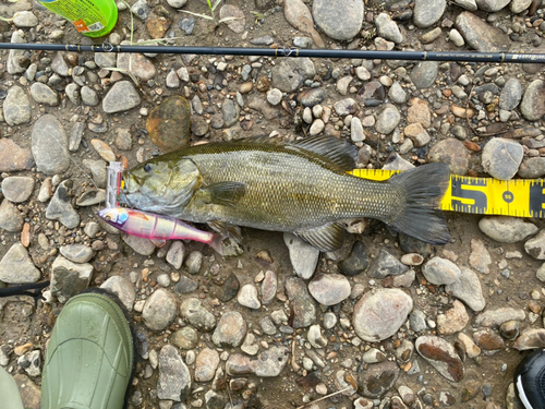 スモールマウスバスの釣果