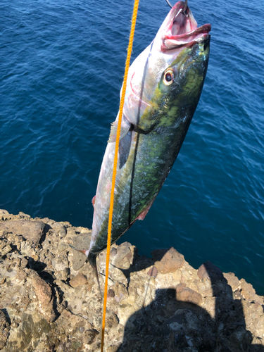 フクラギの釣果