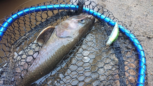 イワナの釣果