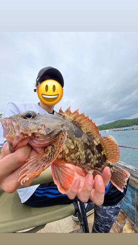 カサゴの釣果