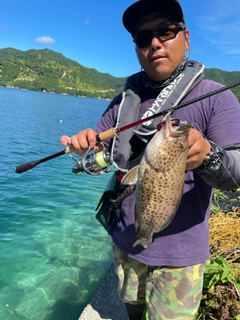 オオモンハタの釣果