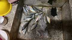 アジの釣果