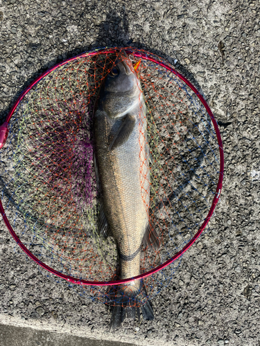 マルスズキの釣果