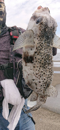 イシガキフグの釣果