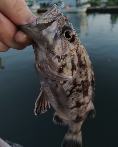 クロソイの釣果