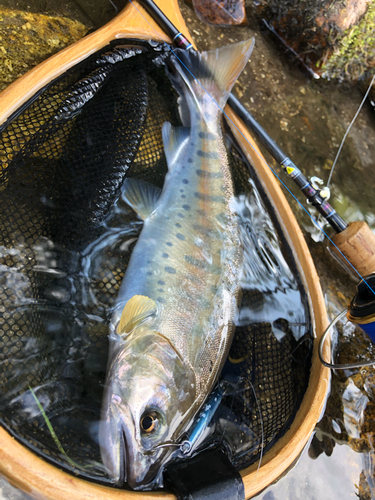 ヤマメの釣果