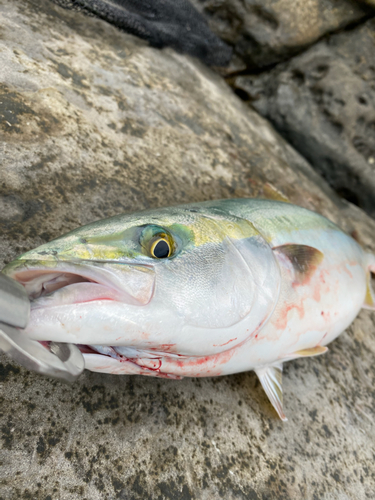 ハマチの釣果