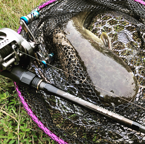 マナマズの釣果