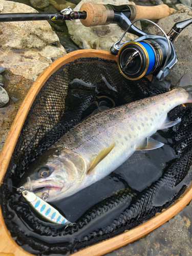 ヤマメの釣果