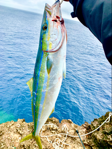 ツムブリの釣果