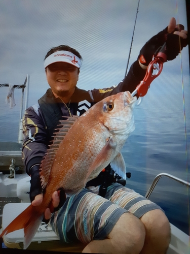 マダイの釣果