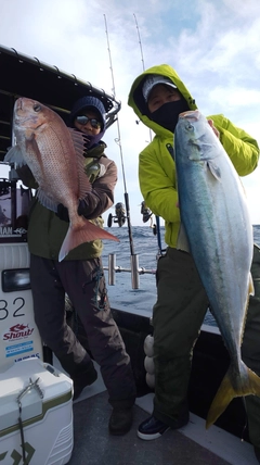 ブリの釣果