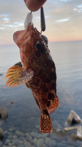 カサゴの釣果