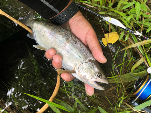 ヤマメの釣果