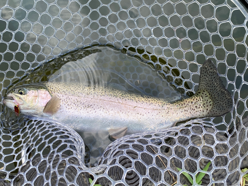 ニジマスの釣果