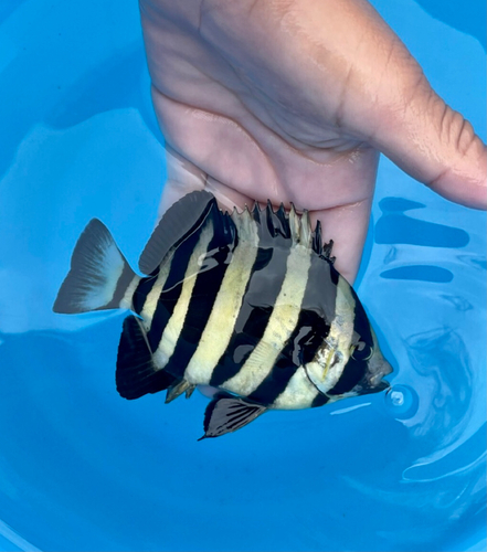 イシダイの釣果