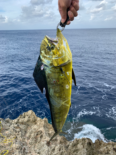 シイラの釣果