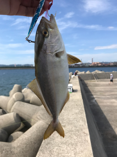 シオの釣果