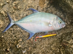 ナンヨウカイワリの釣果