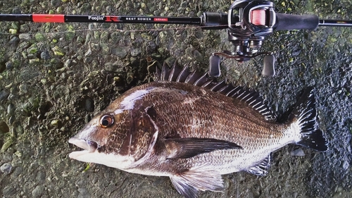 チヌの釣果