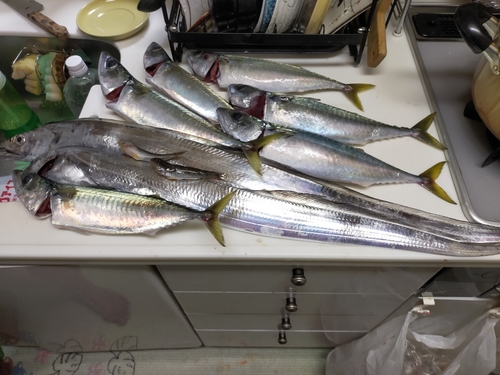 タチウオの釣果