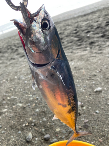 ソウダガツオの釣果