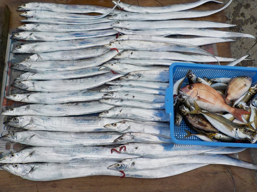 タチウオの釣果